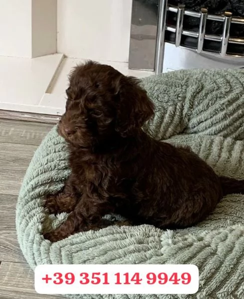  un cucciolo di Cocker Spaniel Inglese maschio e femmina | Foto 2