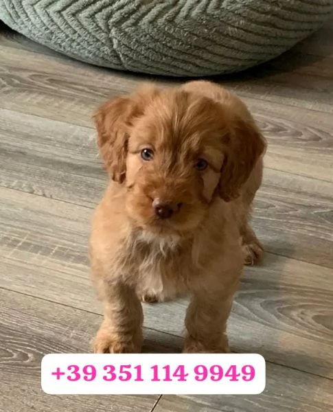  un cucciolo di Cocker Spaniel Inglese maschio e femmina | Foto 1