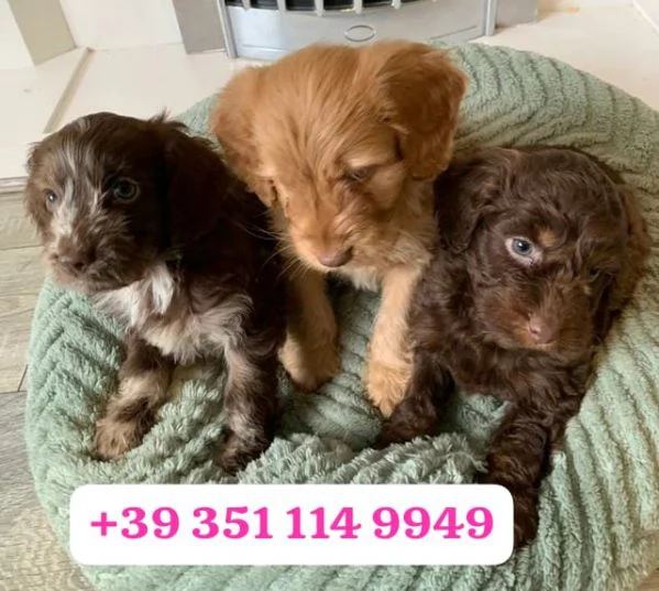  un cucciolo di Cocker Spaniel Inglese maschio e femmina