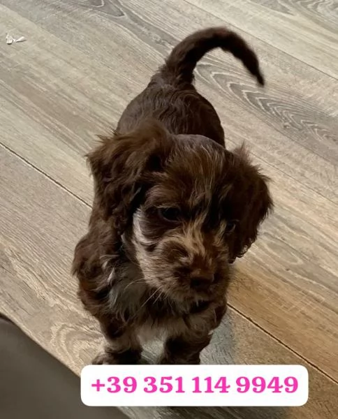  un cucciolo di Cocker Spaniel Inglese maschio e femmina | Foto 0