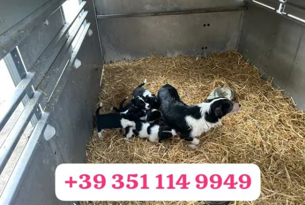  un cucciolo di Border Collie maschio e femmina | Foto 0