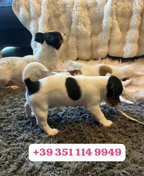  un cucciolo di Jack Russel maschio e femmina | Foto 1