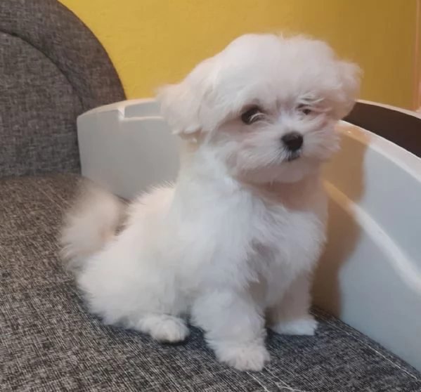 Cuccioli di razza Maltese Toy | Foto 0