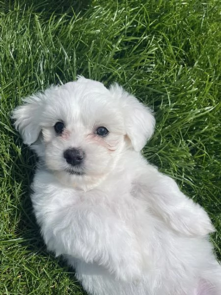 Maltesei cuccioli, maschio e femmina | Foto 0