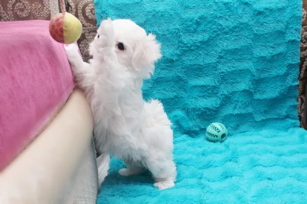 Maltese mini Toy | Foto 0
