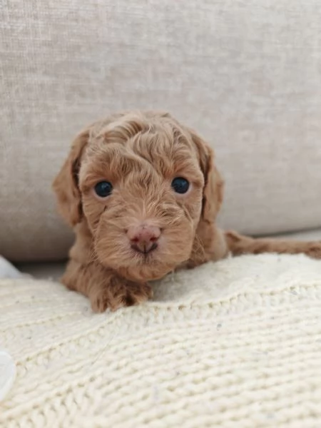 Barboncini Toy  | Foto 2