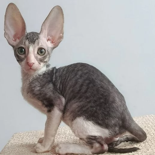 Cornish Rex Gattini