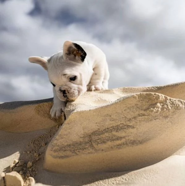 Bellissimo bulldog francese maschio in cerca di una famiglia per sempre. Ha quasi 14 settimane. | Foto 2