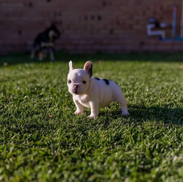 Bellissimo bulldog francese maschio in cerca di una famiglia per sempre. Ha quasi 14 settimane.
