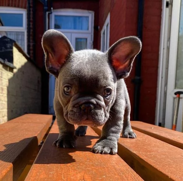 Bellissimo bulldog francese maschio in cerca di una famiglia per sempre. Ha quasi 14 settimane. | Foto 1