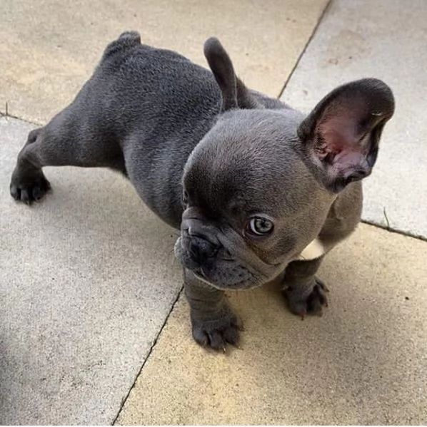 Bellissimo bulldog francese maschio in cerca di una famiglia per sempre. Ha quasi 14 settimane. | Foto 0
