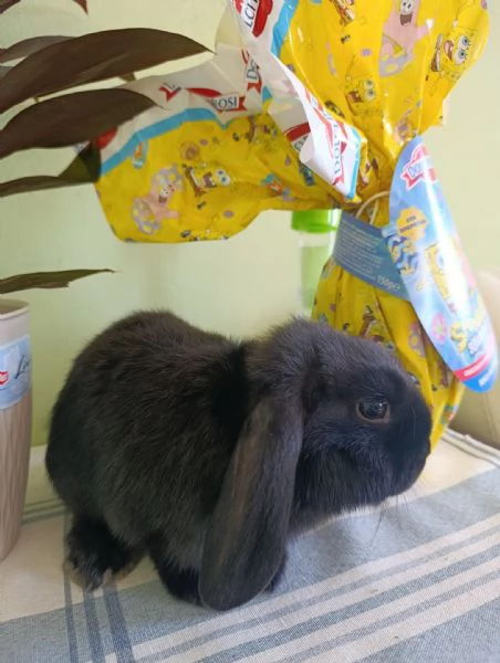 Coniglio coniglietto nano ariete mini lop 