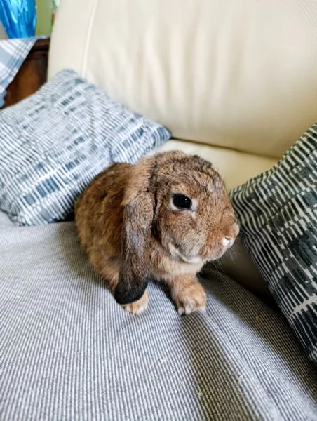 Coniglio coniglietto nano ariete mini lop  | Foto 2