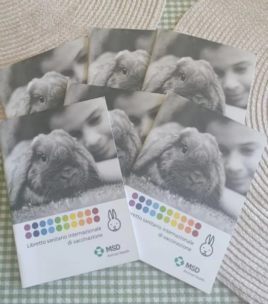 Coniglio coniglietto nano ariete mini lop  | Foto 1