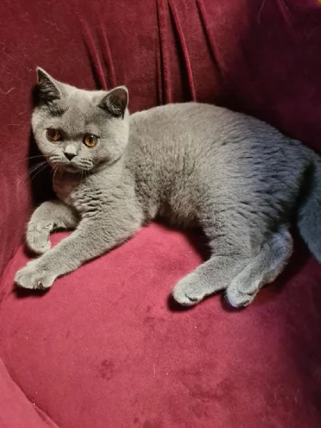 Gattini British Shorthair