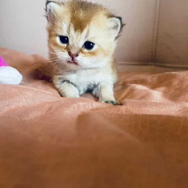 Gattini Scottish  | Foto 6