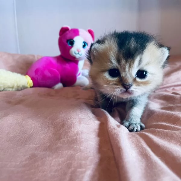 Gattini Scottish  | Foto 2