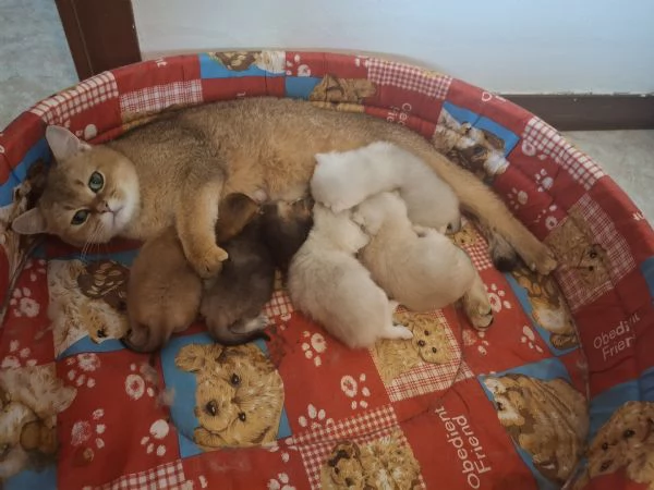 Gattini Scottish  | Foto 1