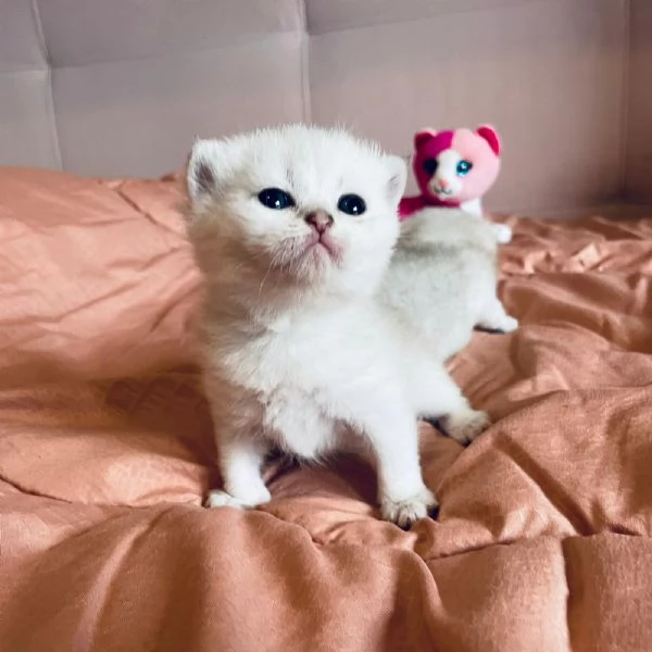 Gattini Scottish  | Foto 0