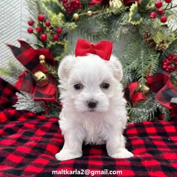 maltese CUCCIOLI (MASCHIO E FEMMINA) bellissimi cuccioli di maltese, maschio e femmina, si consegnan