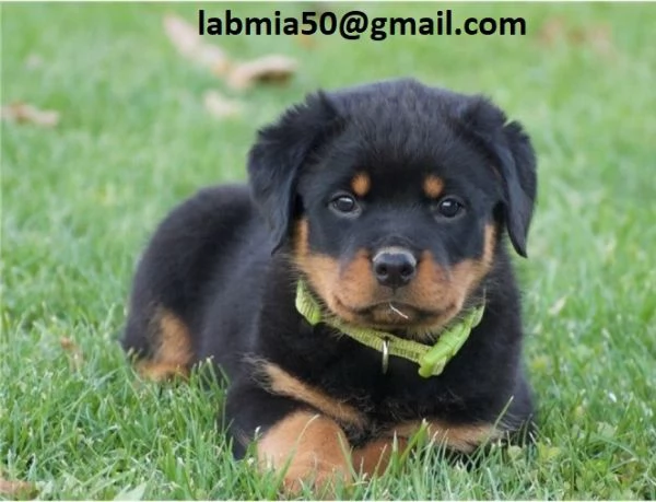 Regalo Cuccioli di Rottweiler Disponibili bellissimi cuccioli di Rottweiler femmina e maschi. I cucc