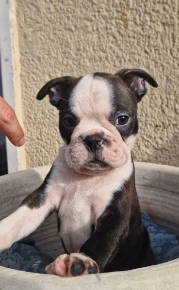 Vendesi 2 bellissimi cuccioli di boston terrier | Foto 2