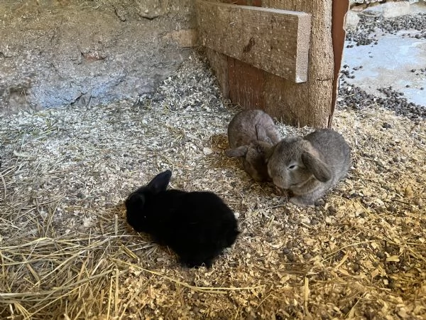 coniglietti ariete | Foto 0