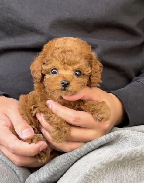 Barboncino Toy, maschi e femmine