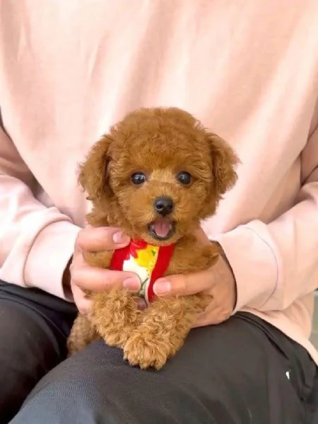 CUCCIOLI DI BARBONCINI TOY | Foto 0