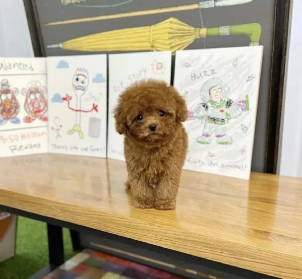 Cuccioli di Barboncino cercano casa piena d'amore! | Foto 0