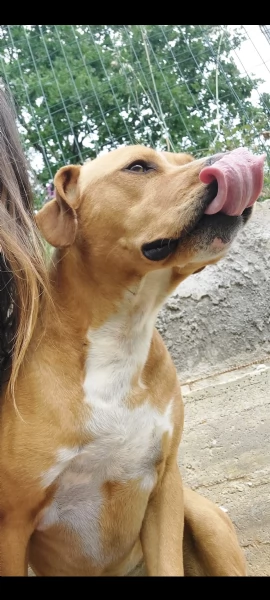 Mambo cerca casa