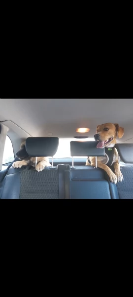 Mambo cerca casa | Foto 6