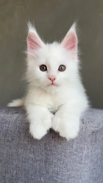 Gattini Maine Coon-Amorevoli e Giocherelloni! | Foto 0