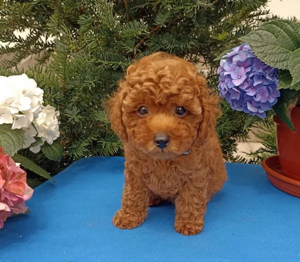 CUCCIOLI DI BARBONCINI TOY