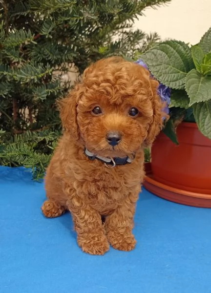 Barboncino Toy, maschi e femmine