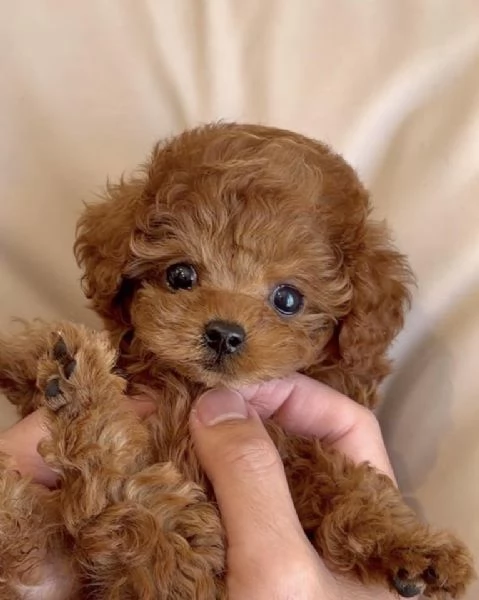 Barboncino toy cuccioli