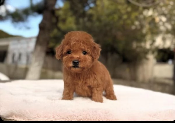 CUCCIOLI DI BARBONCINO TAGLIA TOY | Foto 0