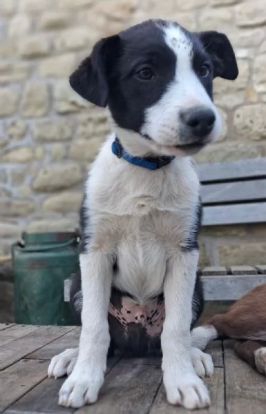 disponibile cucciolo di border collie a pelo corto | Foto 1