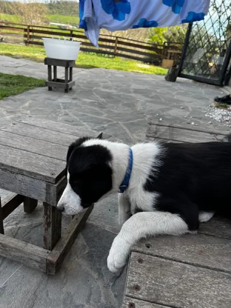 disponibile cucciolo di border collie a pelo corto | Foto 0