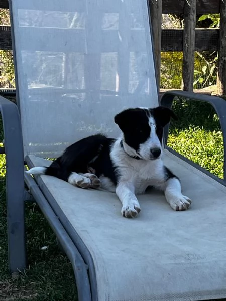 disponibile cucciolo di border collie a pelo corto