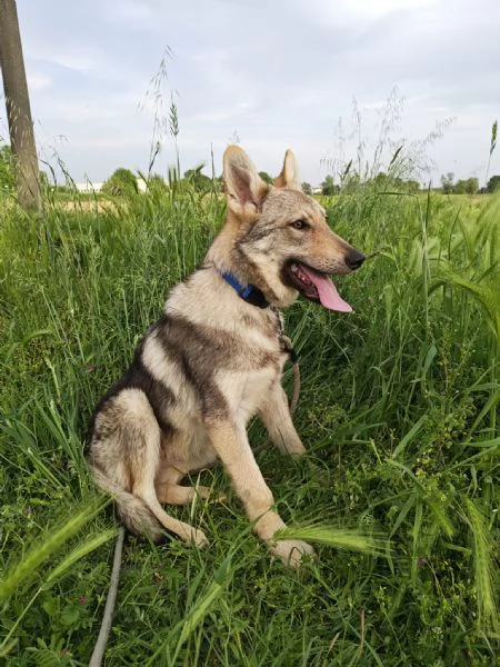 Cane cucciolo lupo Cecoslovacco 