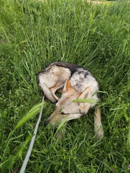 Cane lupo Cecoslovacco  | Foto 0