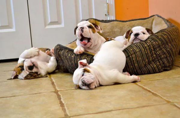 Bulldog Inglesi (maschi e femmine) disponibili