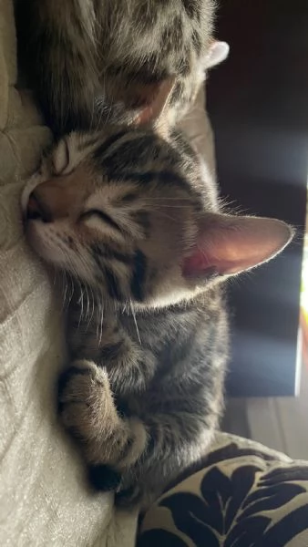 Cucciolo bengala  | Foto 4