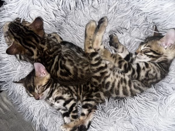 Cucciolo bengala  | Foto 3