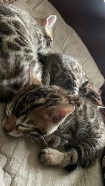 Cucciolo bengala  | Foto 2