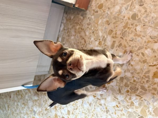 Chihuahua maschio | Foto 0