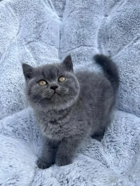 British shorthair maschio e femmina | Foto 0
