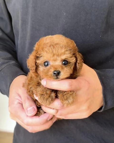 Barboncino toy cuccioli | Foto 0