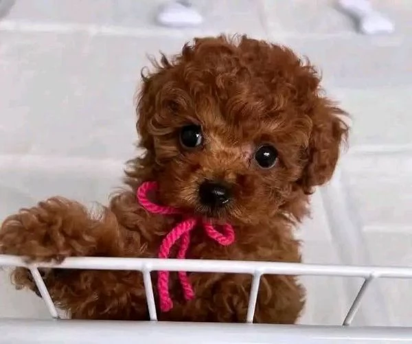 Cuccioli di Barboncini taglia piccola